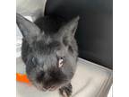 Adopt Beans a American / Mixed rabbit in Greensboro, NC (35749534)