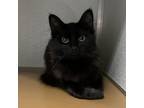 Adopt Periwinkle a All Black Domestic Longhair / Mixed cat in Chattanooga