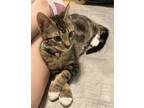 Adopt Noodle a Domestic Shorthair / Mixed cat in Mipiltas, CA (35749002)
