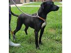 Adopt Somby a Black Labrador Retriever / Mixed dog in Chattanooga, TN (35748816)
