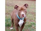 Adopt Clover 11966 a Brown/Chocolate Staffordshire Bull Terrier / Mixed dog in