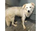 Adopt Natalie a White - with Tan, Yellow or Fawn Great Pyrenees / Mixed dog in