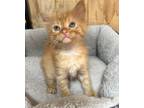 Adopt Oasis a Orange or Red Tabby Domestic Shorthair (short coat) cat in