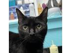 Adopt Sweet Pea a All Black Domestic Shorthair / Mixed cat in Philadelphia