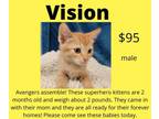 Adopt Vision a Domestic Short Hair