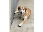 Adopt Alfie a Great Pyrenees