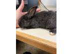 Adopt Bunny 7 a American