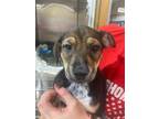 Adopt Blaine a Terrier