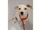 Adopt Zelda 1228-22 a Parson Russell Terrier, Mixed Breed