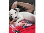 Adopt Louise a Pit Bull Terrier