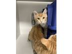 Adopt Natasha a Domestic Short Hair