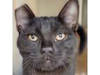 Adopt TONER - ffpr a Domestic Short Hair