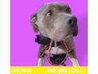 Adopt 50979888 a Pit Bull Terrier, Mixed Breed