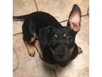 Adopt Rose a Miniature Pinscher, Dachshund