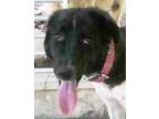 Adopt SOBA (Nono) - LOCAL - sf a Labrador Retriever / Border Collie dog in