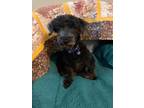 Adopt Boo a Black Miniature Poodle / Shih Tzu / Mixed dog in Whitewater