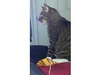 Adopt Prince a Brown Tabby American Shorthair / Mixed (medium coat) cat in