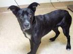 Adopt Lulu a Australian Shepherd, Labrador Retriever