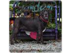 Adopt Nelson a Labrador Retriever