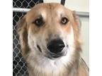 Adopt Louie a Mixed Breed, Rough Collie