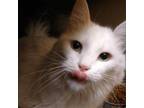 Adopt Honey a Domestic Medium Hair