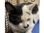 Adopt Gandalf a Domestic Short Hair