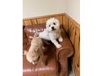 Adopt Teddy a Bichon Frise