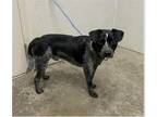 Adopt Finn a Australian Cattle Dog / Blue Heeler