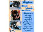 Adopt Daytona a Terrier, Labrador Retriever