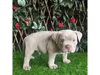 American Bully Puppy for sale in Osage Beach, MO, USA
