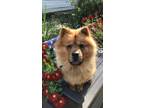 Adopt Sunny a Red/Golden/Orange/Chestnut Chow Chow / Chow Chow / Mixed dog in