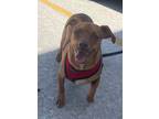 Adopt Kobe a Red/Golden/Orange/Chestnut Dachshund / Hound (Unknown Type) dog in