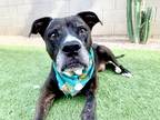 Adopt Juju a Black - with White Staffordshire Bull Terrier / Pit Bull Terrier /