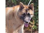 Adopt Gabby a Tan/Yellow/Fawn - with Black Akita / Mixed dog in Virginia Beach