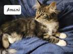 Adopt Amani (Fostered in Omaha) a Domestic Long Hair