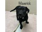 Adopt Maverick a Black Labrador Retriever
