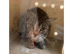 Adopt Mouse a Domestic Short Hair