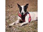 Adopt Millie a Catahoula Leopard Dog, Pit Bull Terrier