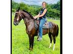 Tennessee Walking Horse- Trail Riding, Gaited, Pleasure