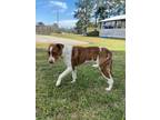 Adopt Bowie a Pointer, Mixed Breed