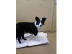 Gypsy Border Collie Young Female