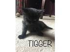Tigger Domestic Mediumhair Kitten Female