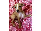 Violet Jack Russell Terrier Puppy Female