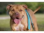 FLASH American Pit Bull Terrier Adult Male