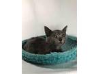 French Toast (Available for pre-adoption) Russian Blue Female