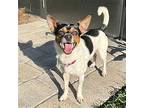 Thomas (FL) Rat Terrier Young Male