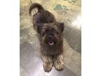 Smoky Cairn Terrier Adult Male