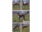 Grace American Staffordshire Terrier Adult Female