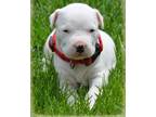 Dogo Argentino Puppy for Sale - Adoption, Rescue