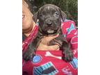 Skittles American Staffordshire Terrier Puppy Male